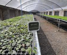 200 mil mudas por ano: Estado inaugura novas instalações do viveiro florestal de Ibiporã