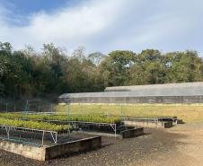 200 mil mudas por ano: Estado inaugura novas instalações do viveiro florestal de Ibiporã