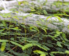 Foto de mudas plantadas pelo IAT