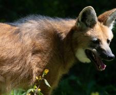 Dia Nacional de Defesa da Fauna Silvestre: veja cinco ações para proteger os animais
