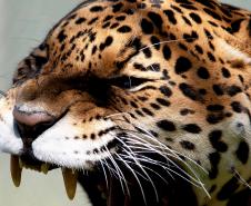 Dia Nacional de Defesa da Fauna Silvestre: veja cinco ações para proteger os animais