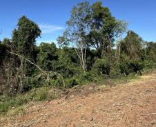 IAT aplica R$ 2,9 milhões em multas ambientais durante a Operação Mata Atlântica em Pé