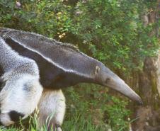 Dia Nacional de Defesa da Fauna Silvestre: veja cinco ações para proteger os animais
