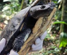 Após longa recuperação, cágado-pescoço-de-cobra retorna à natureza