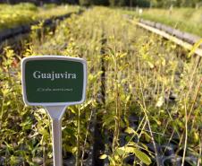 Foto de mudas plantadas pelo IAT