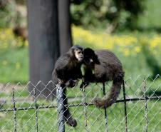 Foto dos macacos em recinto do Zoológico de Curitiba