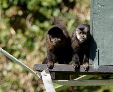 Foto dos macacos em recinto do Zoológico de Curitiba