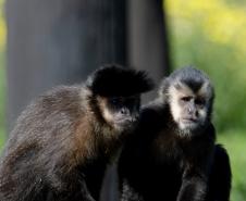 Foto dos macacos em recinto do Zoológico de Curitiba