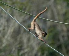 Foto dos macacos em recinto do Zoológico de Curitiba