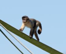 Foto dos macacos em recinto do Zoológico de Curitiba