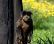 Foto dos macacos em recinto do Zoológico de Curitiba