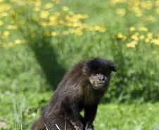 Foto dos macacos em recinto do Zoológico de Curitiba