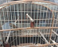 IAT resgata seis aves silvestres de criadouro irregular em Umuarama