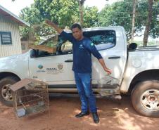 IAT resgata seis aves silvestres de criadouro irregular em Umuarama
