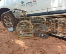 IAT resgata seis aves silvestres de criadouro irregular em Umuarama