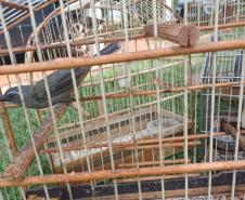 IAT resgata seis aves silvestres de criadouro irregular em Umuarama
