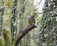 Guardiões da Fauna: IAT promove ação de educação ambiental no Parque das Aves