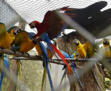 Guardiões da Fauna: IAT promove ação de educação ambiental no Parque das Aves