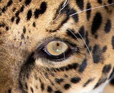 IAT promove capacitação de agentes para atendimento a ocorrências com grandes felinos