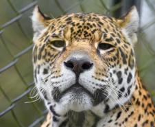 IAT promove capacitação de agentes para atendimento a ocorrências com grandes felinos