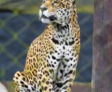 IAT promove capacitação de agentes para atendimento a ocorrências com grandes felinos