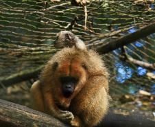 Foto do zoológico de Cascavel