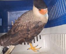 Foto de ave silvestre paranaense