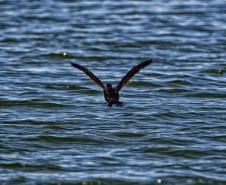 Foto de fauna silvestre paranaense