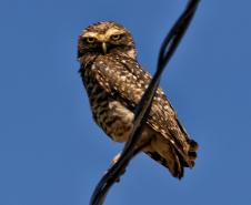 Foto de fauna silvestre paranaense