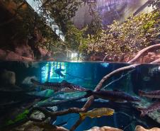 Novo atrativo: Foz do Iguaçu ganha um dos maiores aquários da América do Sul