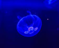 Novo atrativo: Foz do Iguaçu ganha um dos maiores aquários da América do Sul