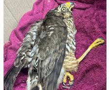 Rede de manejo que atua em desastres amparou 2,3 mil animais em Rio Bonito do Iguaçu