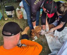 Rede de manejo que atua em desastres amparou 2,3 mil animais em Rio Bonito do Iguaçu