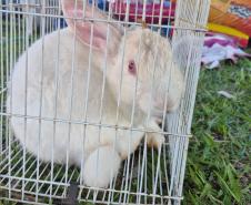 Rede de manejo que atua em desastres amparou 2,3 mil animais em Rio Bonito do Iguaçu