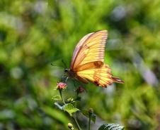 Foto de fauna silvestre paranaense