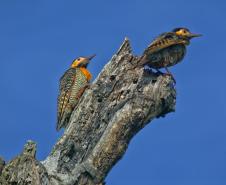 Foto de fauna silvestre paranaense