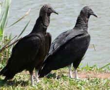 Foto de ave silvestre paranaense