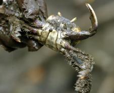 Captura do caranguejo-uçá começa dia 1º; IAT reforça regras e fiscalização