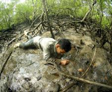 Captura do caranguejo-uçá começa dia 1º; IAT reforça regras e fiscalização