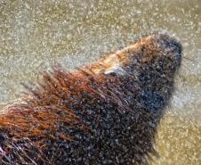 IAT assina convênio com a Prefeitura de Curitiba e amplia atendimento à fauna silvestre