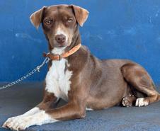 Mutirão do CastraPet Paraná vai passar por 20 municípios em dezembro