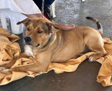 Mutirão do CastraPet Paraná vai passar por 20 municípios em dezembro