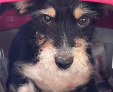 Mutirão do CastraPet Paraná vai passar por 20 municípios em dezembro