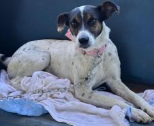 Mutirão do CastraPet Paraná vai passar por 20 municípios em dezembro