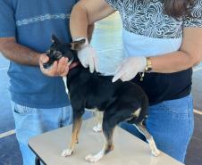 Mutirão do CastraPet Paraná vai passar por 20 municípios em dezembro