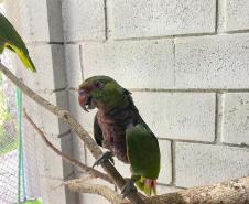 Foto de tratamento no PAAS Litoral