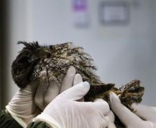 Foto de tratamento no PAAS Litoral