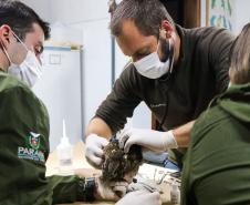 Foto de tratamento no PAAS Litoral