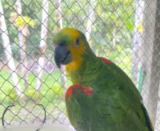 Foto de tratamento no PAAS Litoral