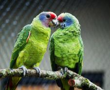 IAT reforça orientações sobre compra legal de animais silvestres; veja as regras